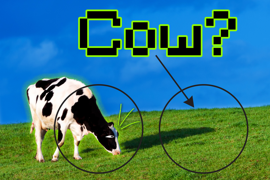 cow?