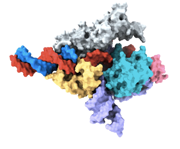 Cryo-EM map of a Fanzor protein (gray, yellow, light blue, and pink) in complex with ωRNA (purple) and its target DNA (red). A non-target DNA strand is in blue