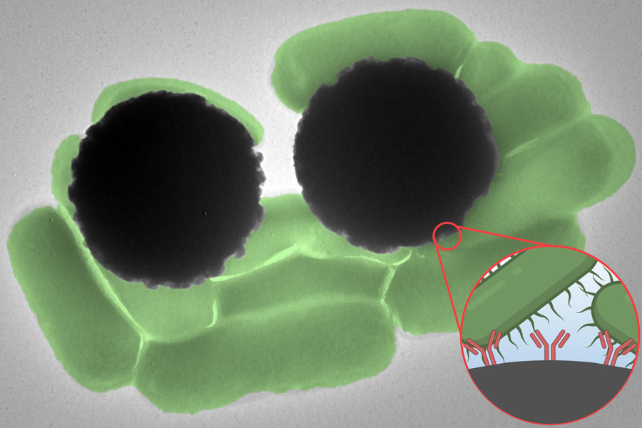 10 pill-shaped green Salmonella bacterium and 2 large Dynabeads as grey spheres. An inset shows the hairy Salmonella interacting with the Y-shaped antibodies on the Dynabeads