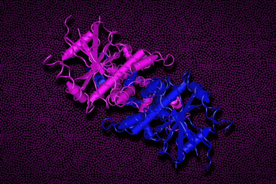 STING protein