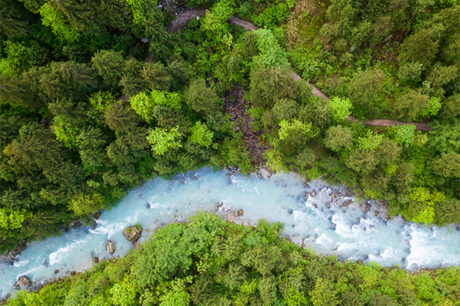 green trees forest river