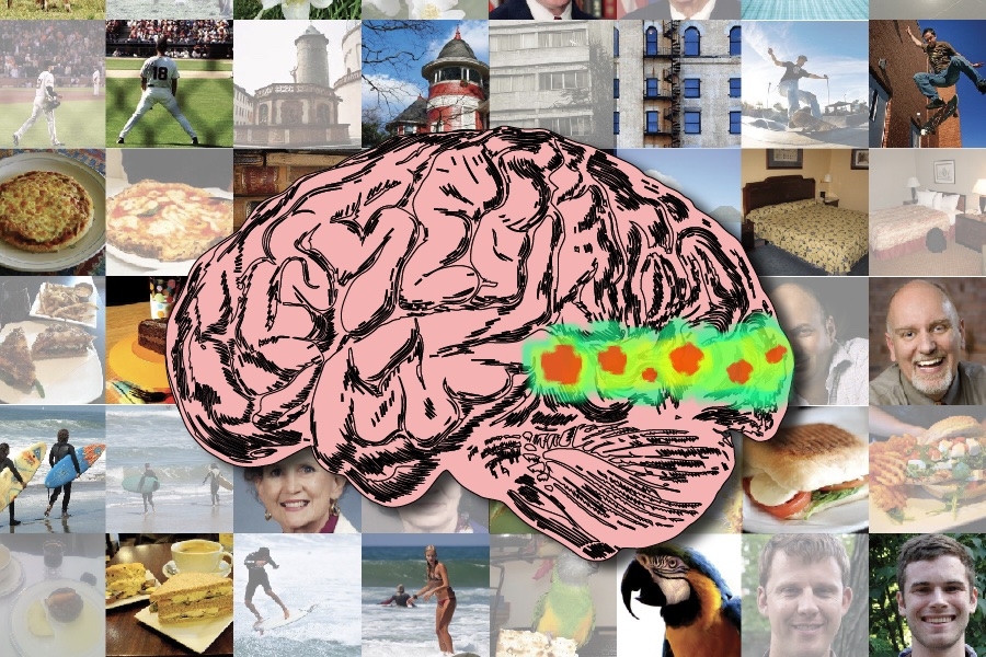 alt="A team of MIT researchers found highly memorable images have stronger and sustained responses in ventro-occipital brain cortices, peaking at around 300ms. Conceptually similar but easily forgettable images quickly fade away (Credits: Alex Shipps/MIT CSAIL)."