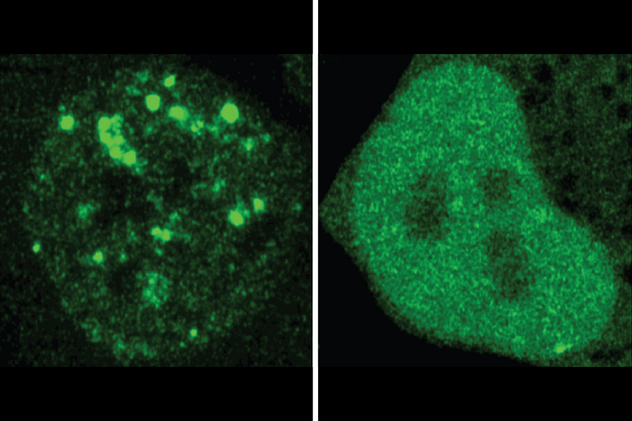 https://www.csail.mit.edu/news/ai-model-deciphers-code-proteins-tells-them-where-go