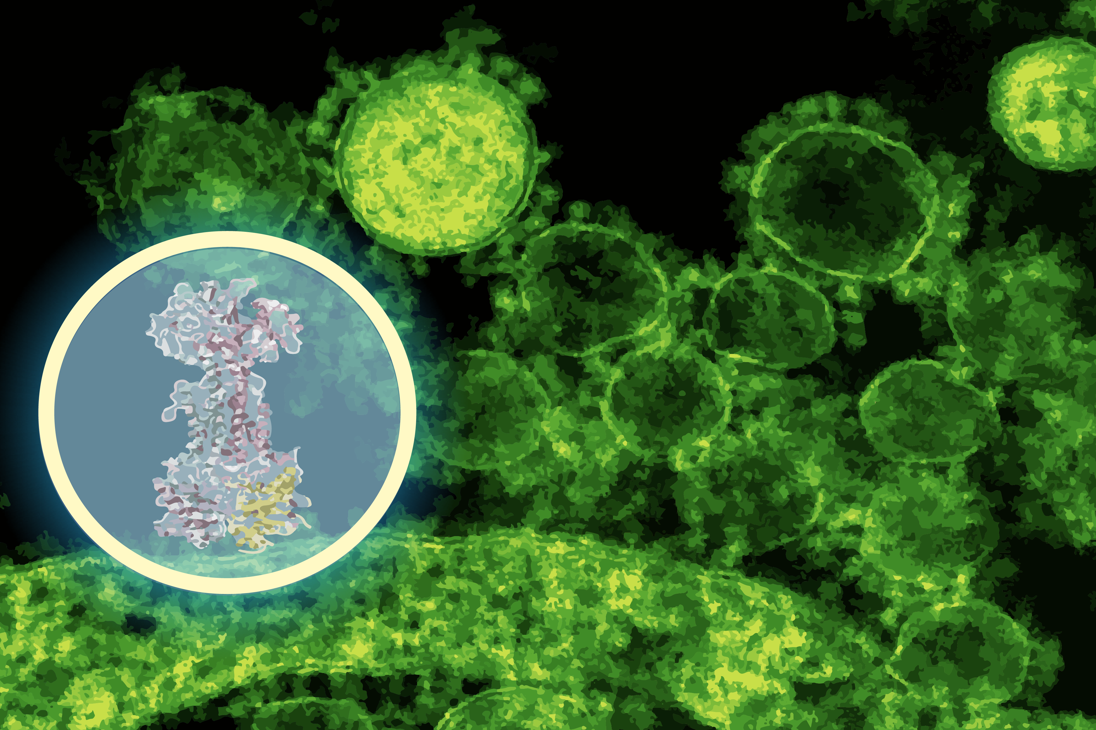 A new compound called enterololin suppresses a group of bacteria linked to Crohn’s disease flare-ups while leaving the rest of the microbiome largely intact. Researchers say it’s a step toward treatments designed to knock out only the bacteria causing trouble (Credits: Alex Shipps/MIT CSAIL, using assets from the researchers and Pexels).