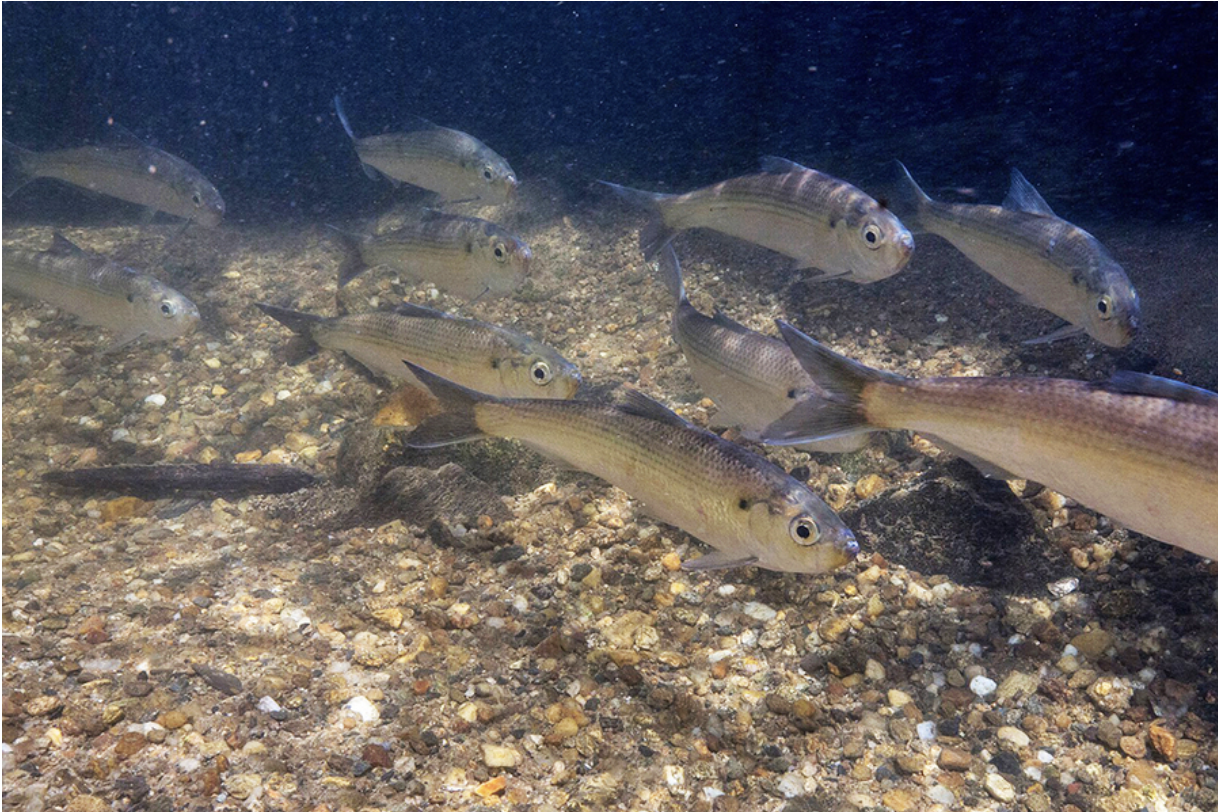 Alewife river herring migrate upstream (Credits: the U.S. Fish and Wildlife Service).
